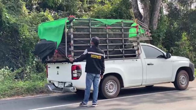 ด่านกักกันสัตว์มุกดาหาร จับกุมชายหนุ่มเคลื่อนย้ายสัตว์โดยไม่ได้รับอนุญาต