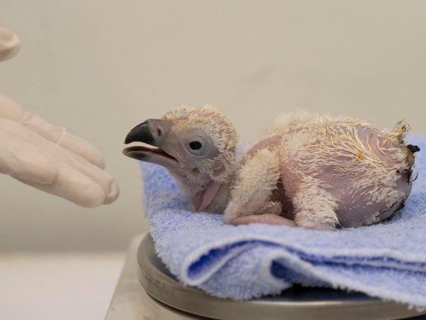 อสส. เปิดตัว “ลูกพญาแร้ง” ตัวแรกของประเทศไทย หลังหายไปจากธรรมชาติประเทศไทยกว่า 30 ปี 