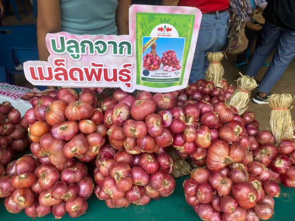 เกษตกรหอมแดงมีเฮ ปลูกด้วยเมล็ดแทนหัวพันธุ์ ผลผลิตเพิ่มขึ้น 50%