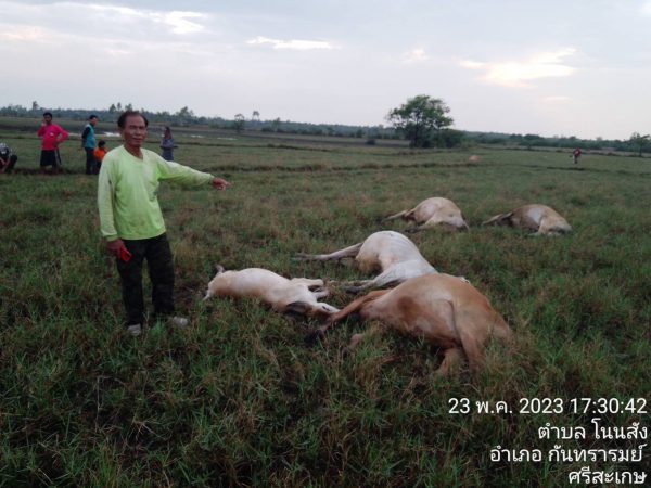 ชาวนาเศร้า…ฟ้าผ่าวัวตาย 6 ตัว ขณะที่บ้านเรือนโดนพายุฝนพัดถล่มเสียหายหลายหลัง