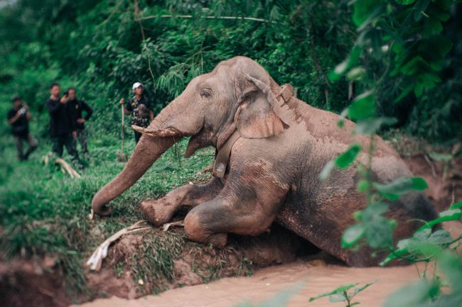 ช้างป่าพลายสาริกาตกบ่อน้ำลึก 2 เมตรขึ้นไม่ได้แจ้งเจ้าหน้าที่ฯและนำรถแม็คโครเล็กขุดดินให้ช้างขึ้นได้สำเร็จ
