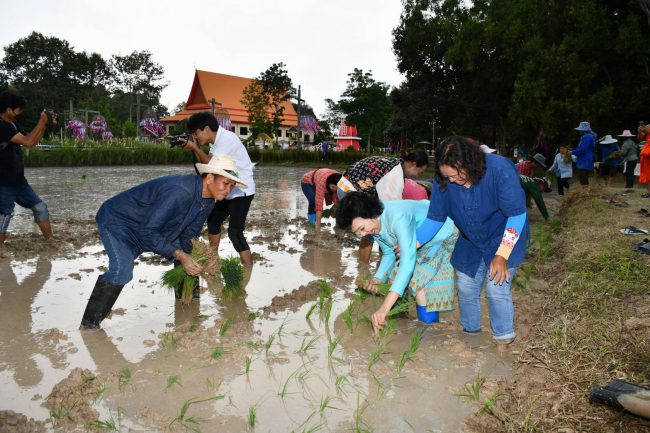 วัดป่าพิมลมังคลาราม นำชาวนาสานสายใยดำนาวันแม่เกี่ยวข้าววันพ่อ