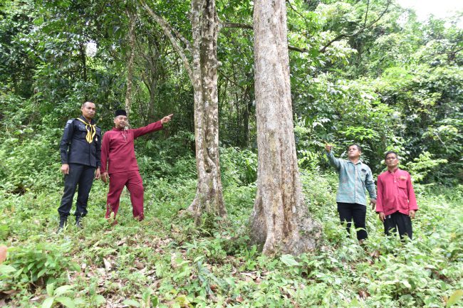ชมต้นลองกองอายุกว่า 250ปี ที่ยืนยาวที่สุดในโลกที่นราธิวาส ชาวบ้านนำไปปลูกขยายพันธุ์ทั่วไทย เป็นที่มาอันลือชื่อของลองกองซีโปตันหยงมัส