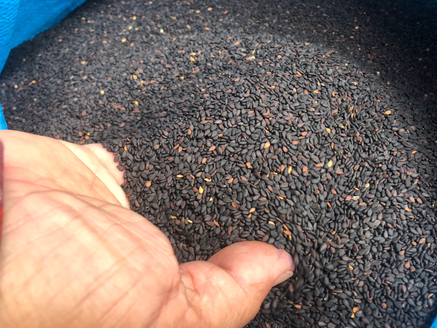 “งาดำพันธุ์อุบลราชธานี 3” พืชหลังนาสร้างรายได้เสริมให้เกษตรกรกว่า 3,000 บาท/ไร่