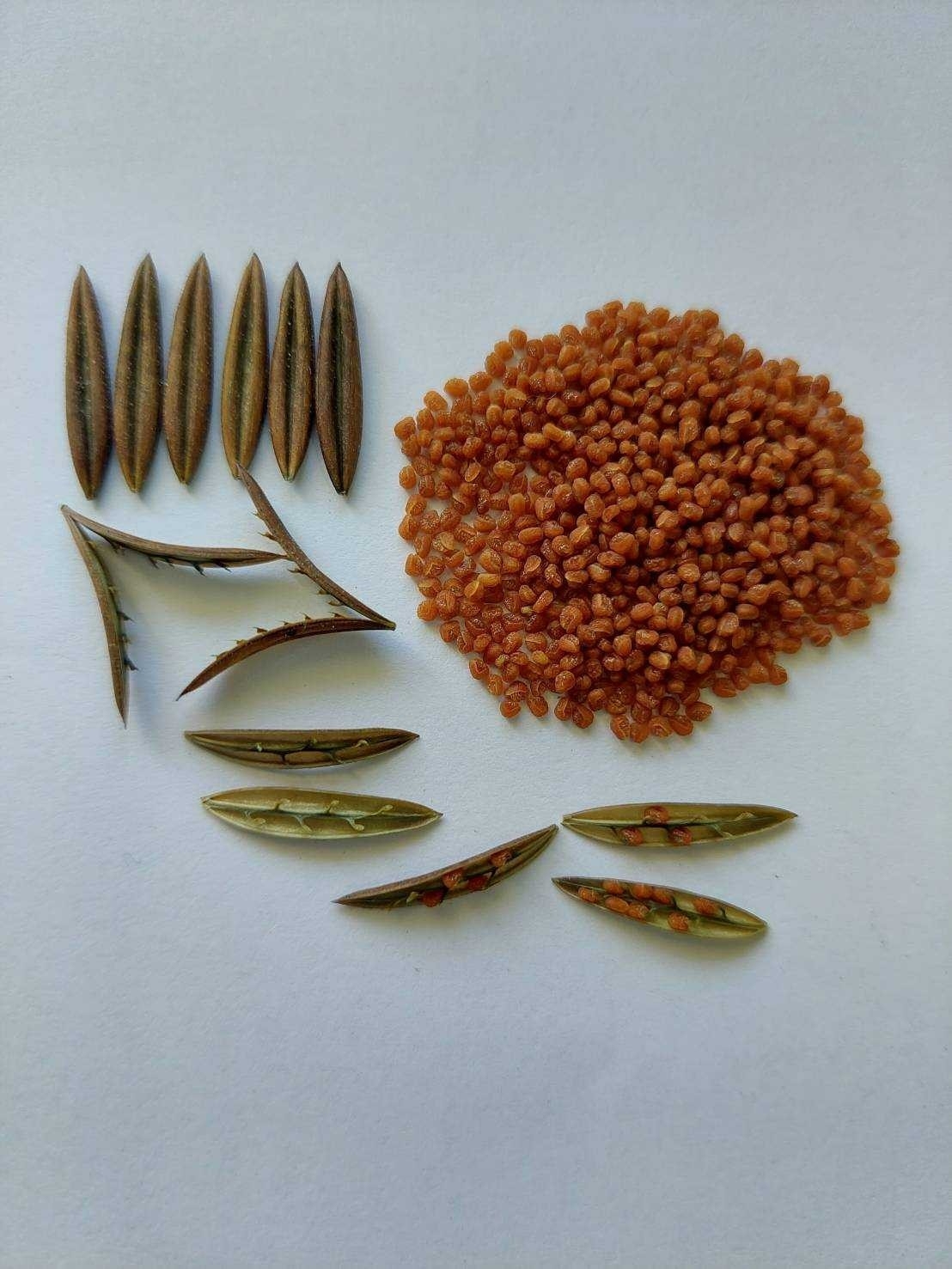 กรมวิชาการเกษตร ซุ่มวิจัยฟ้าทะลายโจรพันธุ์ใหม่ “กวก. พิจิตร 1” ทึ่ง ! ให้ผลผลิตทั้งสดและแห้งสูงกว่าพันธุ์การค้า ปริมาณแอนโดรกราโฟไลด์ชนะเลิศ