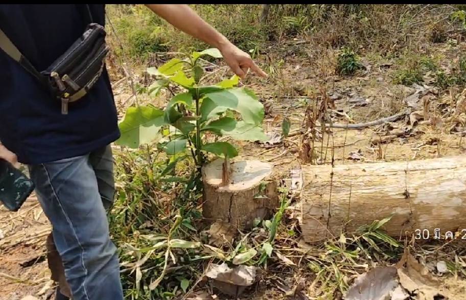 ชาวบ้านร้องสื่อสงสัย มอดไม้ลักลอบตัดไม้หวงห้ามในเขตป่าสงวนแห่งชาติ ในพื้นที่หมู่ที่ 6 บ้านน้ำลี ตำบลน้ำหมัน อำเภอท่าปลา จังหวัดอุตรดิตถ์ หน่วยงานที่รับผิดชอบช่วยตรวจสอบที