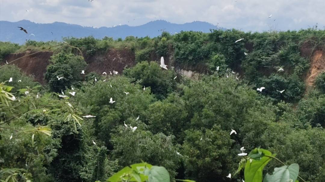 นกกระยางขาวนับแสนตัว ยึดพื้นที่เรือนจำทุ่งยั้งชั่วคราว ส่งกลิ่นเหม็นมูลนกสร้างความเดือดร้อนให้กับประชาชนในพื้นที่ ม.6 ต.ทุ่งยั้ง 