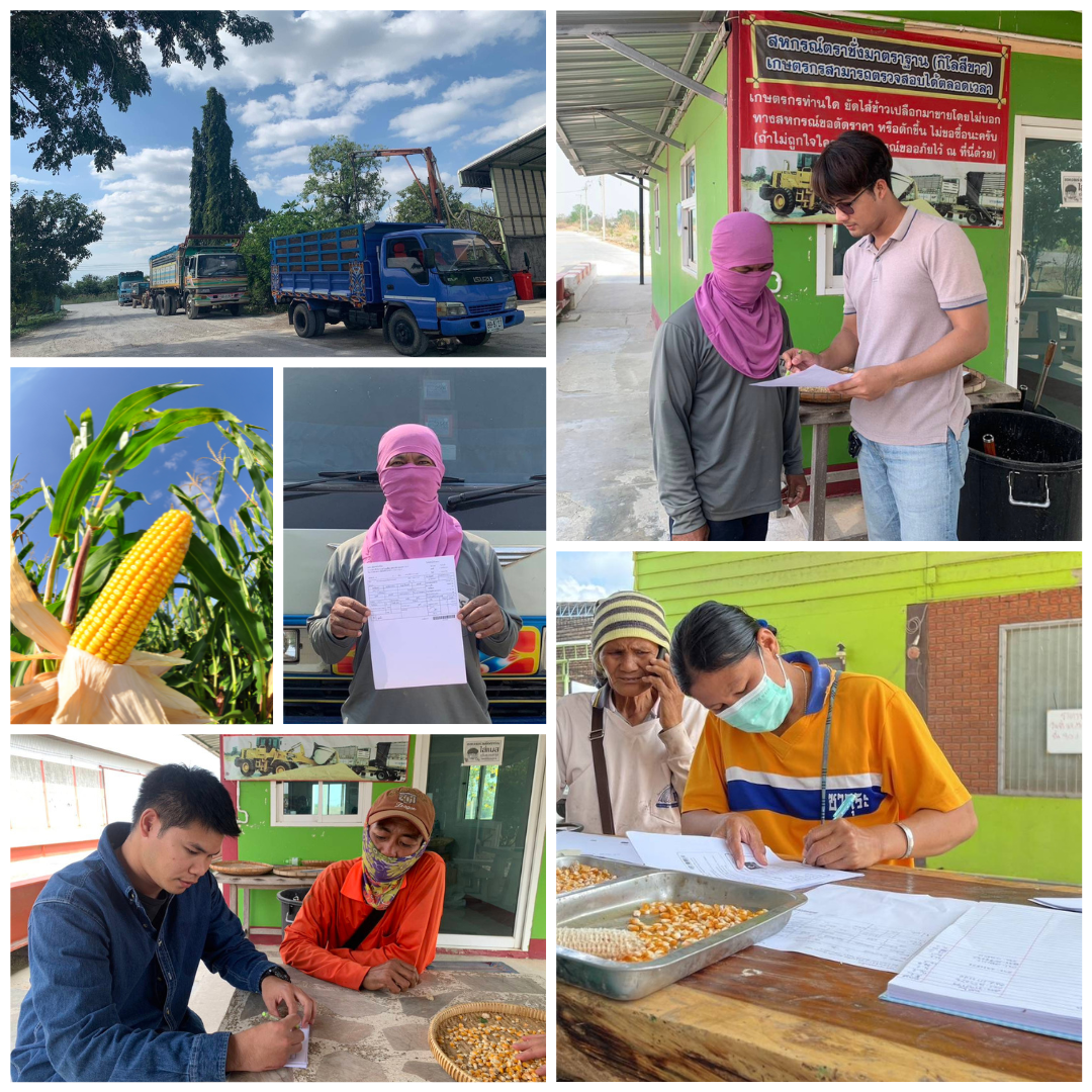 กรุงเทพโปรดิ๊วส เปิดรับซื้อข้าวโพดเลี้ยงสัตว์ทั่วประเทศ เกษตรกรมั่นใจ ผลผลิตไม่บุกรุกป่าและปลอดเผาแปลง มีตลาดรองรับแน่นอน