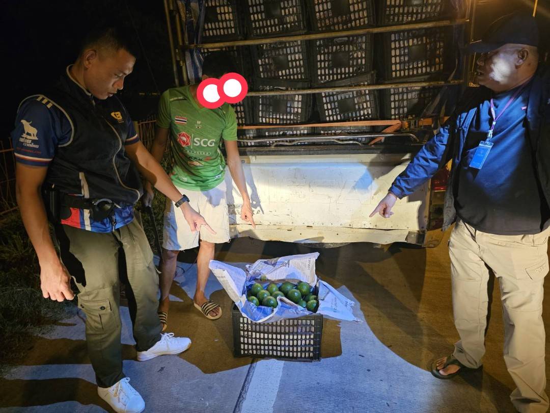 ชป.พิเศษ กก.3 บก.ป.สกัดจับอะโวคาโดไม่ผ่านพิธีการศุลกากร กว่า 4,300 กิโลกรัม