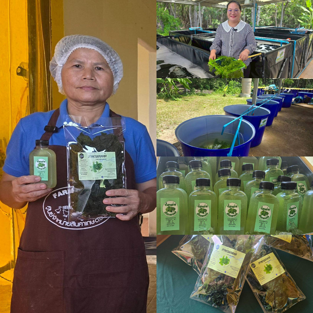 ศูนย์ฯ คุ้งกระเบน พลิกวิกฤต หนุนชาวบ้านสร้างรายได้จาก “น้ำพริกสาหร่ายผักกาดทะเล”