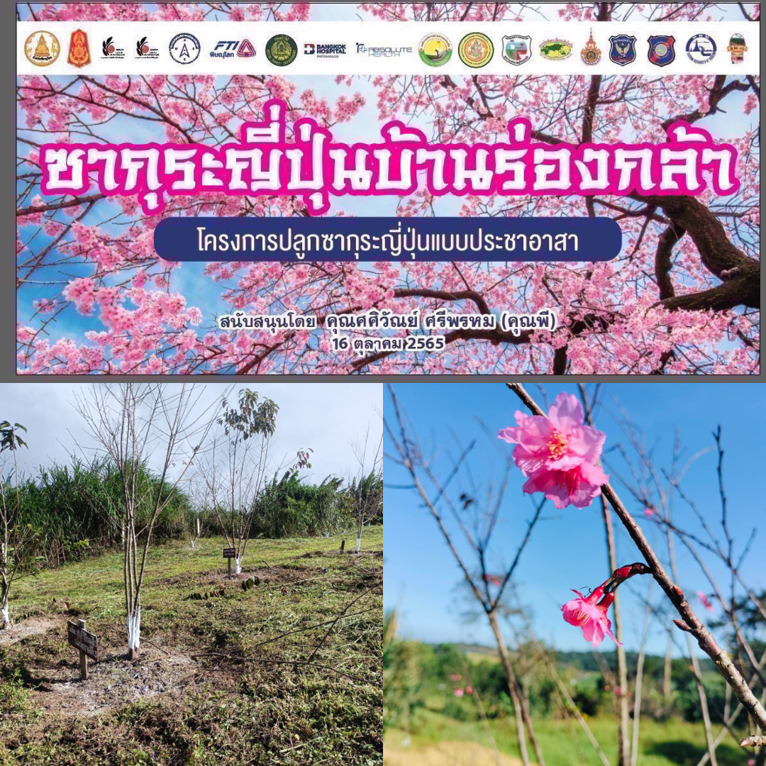 พบซากุระญี่ปุ่น 1 ต้น บานนอกฤดูกาลที่พิษณุโลก คาดเป็นสัญญาณดีต่อการท่องเที่ยว