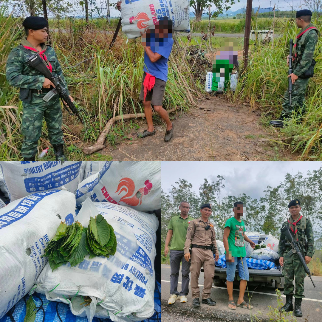 ทหารกองกำลังเทพสตรี ร้อย.ร.5021 ดักจับกองทัพมดที่กำลังขนใบพืชกระท่อมข้ามชายแดน รวบตัวได้ทันทั้งคน รถยนต์ และใบพืชกระท่อม 300 กก.
