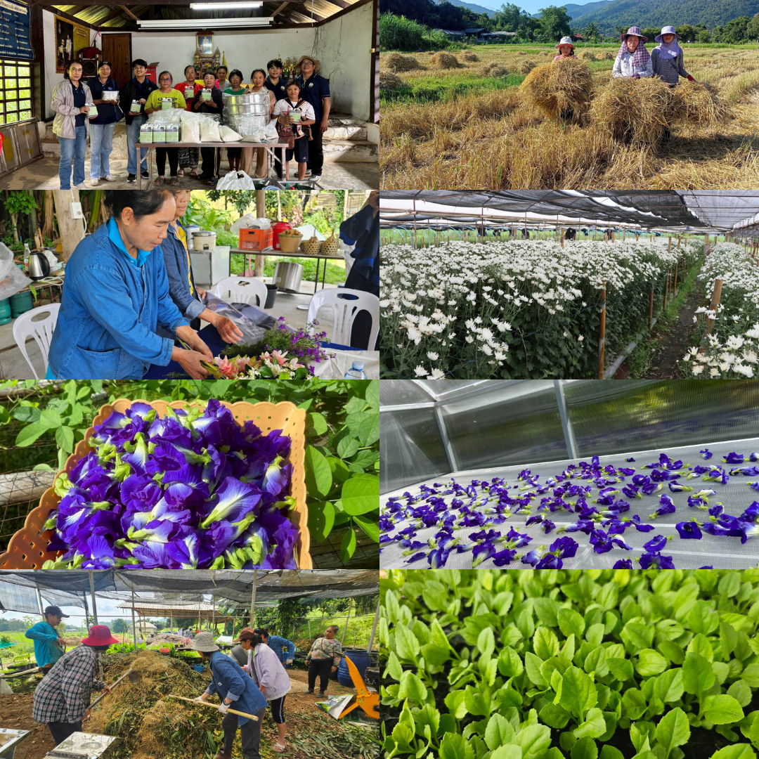 วว. จับมือ วช. ขับเคลื่อนโครงการปลูกไม้ดอกไม้ประดับเพื่อสร้างมูลค่าเพิ่มและลดมลภาวะฝุ่น PM 2.5 มุ่งสร้างโมเดลลดการเผาในพื้นที่เกษตร สร้างรายได้ใหม่ให้เกษตรกรจังหวัดเชียงราย/พะเยา