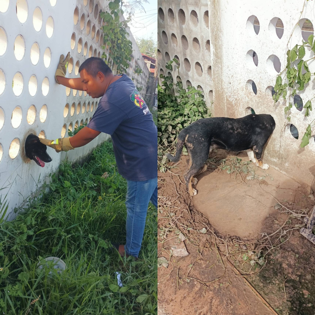 เจ้าหน้าที่ป้องกันและบรรเทาสาธารณภัยศรีสะเกษ (ปภ.) เทศบาลเมืองศรีสะเกษ เข้าช่วยเหลือสุนัขเคราะห์ร้ายติดรั้วบ้าน