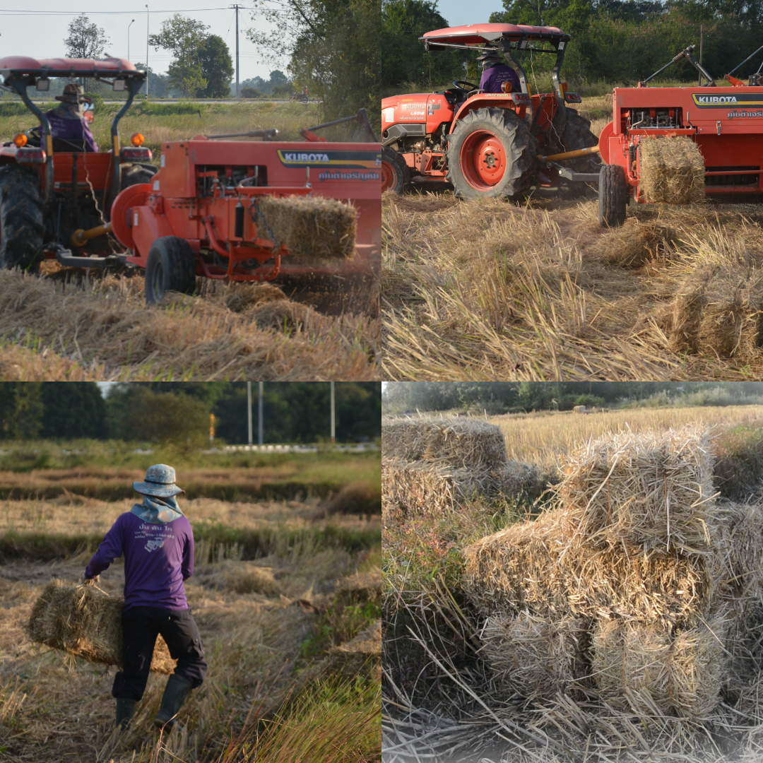 มุกดาหาร รับจ้างอัดฟางก้อนรายได้วันละ 1 หมื่นบาท